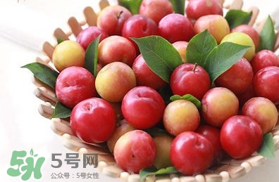 三華李種植幾年可掛果？三華李什么時(shí)候種植