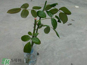 月季5月能插活嗎？月季花五月能插活嗎？