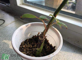 月季5月能插活嗎？月季花五月能插活嗎？