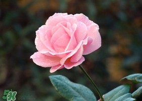 月季花5月扦插當(dāng)年會(huì)開花嗎？月季花的花期