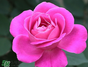 月季花5月扦插當(dāng)年會(huì)開花嗎？月季花的花期