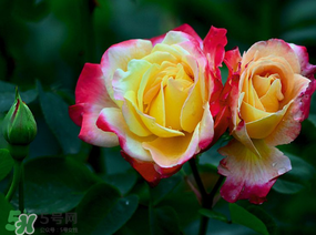 月季花5月扦插當(dāng)年會(huì)開花嗎？月季花的花期