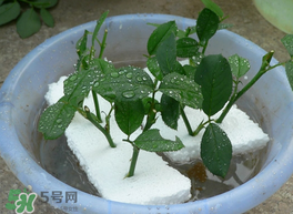 月季花什么時(shí)候插最好活？月季花怎么扦插成活率高？