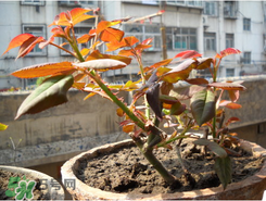 月季花什么時(shí)候插最好活？月季花怎么扦插成活率高？