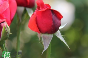 月季從有花苞到開花需要多久？月季花苞到開花要多久？