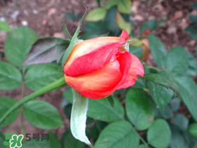 月季從有花苞到開花需要多久？月季花苞到開花要多久？