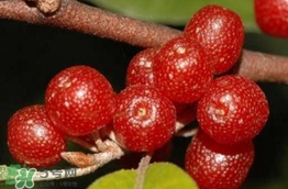 羊奶子有什么藥用價(jià)值？羊奶子有什么功效