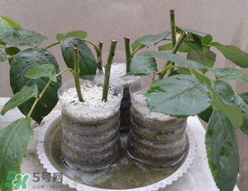 扦插的月季多久會開花？扦插月季多久可開花？