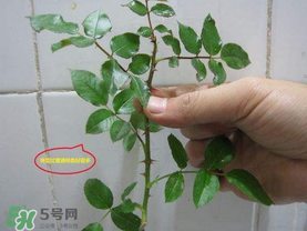 扦插的月季多久會開花？扦插月季多久可開花？