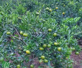 五月份適合種哪些果樹？五月份種什么水果？