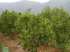 五月份適合種哪些果樹？五月份種什么水果？