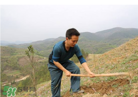 五月份能種樹嗎？五月份種樹能活嗎？