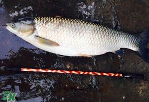 五月份能釣草魚嗎？五月份釣草魚用什么餌料？