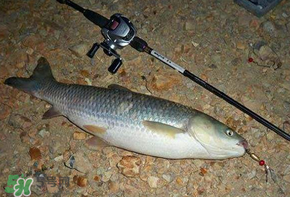 五月份能釣草魚嗎？五月份釣草魚用什么餌料？