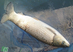 5月份怎么釣草魚？五月份怎么釣草魚？