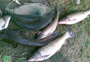 5月份怎么釣草魚？五月份怎么釣草魚？