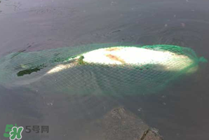 5月份怎么釣草魚？五月份怎么釣草魚？