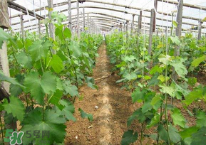 葡萄五月份打什么藥？五月份葡萄打什么藥？