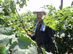 葡萄五月份打什么藥？五月份葡萄打什么藥？