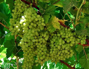 葡萄五月份打什么藥？五月份葡萄打什么藥？