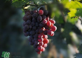 五月份有葡萄嗎？五月份的葡萄可以吃嗎？