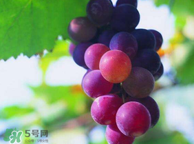 五月份有葡萄嗎？五月份的葡萄可以吃嗎？