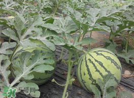 五月份可以種西瓜嗎？五月份怎么種西瓜？