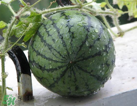 五月份可以種西瓜嗎？五月份怎么種西瓜？