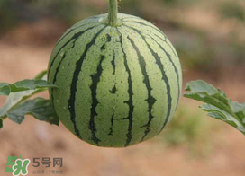 五月份可以種西瓜嗎？五月份怎么種西瓜？