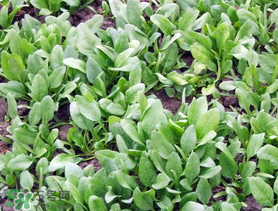 ?五月份能種菠菜嗎？5月份可以種菠菜嗎？