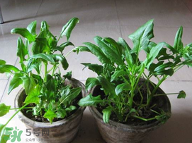 ?五月份能種菠菜嗎？5月份可以種菠菜嗎？