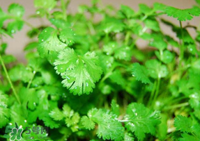 5月份能種香菜嗎？五月份能種香菜嗎？