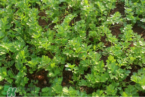 5月份能種香菜嗎？五月份能種香菜嗎？