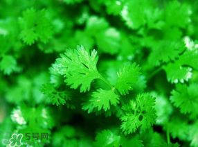 5月份能種香菜嗎？五月份能種香菜嗎？