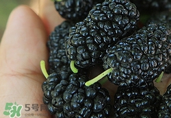 桑葚干可以直接吃嗎?桑葚干能直接吃嗎? 桑葚干可以直接吃嗎?桑葚干能直接吃嗎?