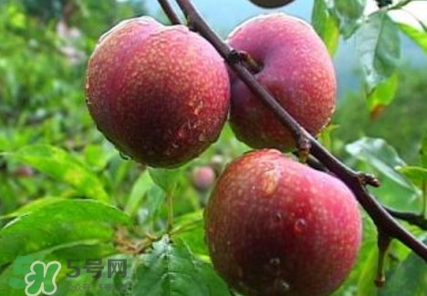 三華李種植幾年可掛果？三華李什么時(shí)候種植