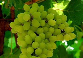 葡萄五月份打什么藥？五月份葡萄打什么藥？