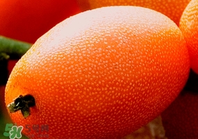 羊奶果是熱性還是涼性？羊奶果的功效與作用