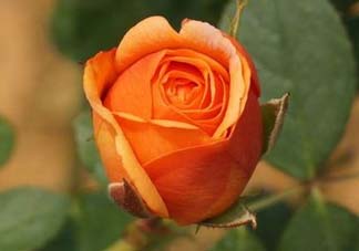 月季花什么時候插最好活？月季花怎么扦插成活率高？