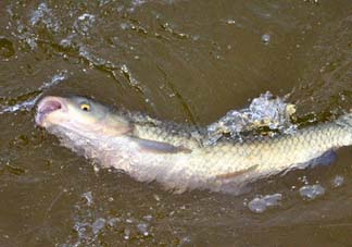 5月份怎么釣草魚？五月份怎么釣草魚？