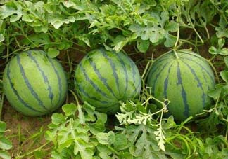 五月份可以種西瓜嗎？五月份怎么種西瓜？