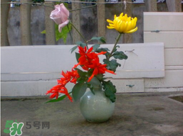 月季花什么時(shí)候插最好活？月季花怎么扦插成活率高？