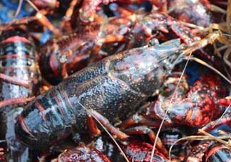 野生小龍蝦能吃嗎？野生小龍蝦吃了會中毒嗎？