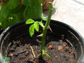 月季5月能插活嗎？月季花五月能插活嗎？