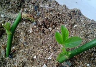 月季5月能插活嗎？月季花五月能插活嗎？