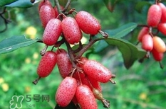 羊奶果要剝皮嗎？羊奶果剝皮還是帶皮吃好？