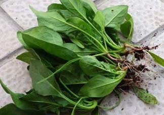 ?五月份能種菠菜嗎？5月份可以種菠菜嗎？