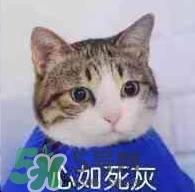 紀(jì)梵希黑色頰彩霜怎么樣？紀(jì)梵希黑色腮紅多少錢？