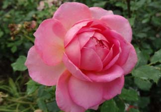 月季花5月扦插當年會開花嗎？月季花的花期