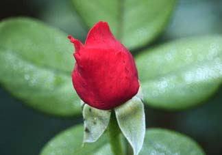 月季從有花苞到開花需要多久？月季花苞到開花要多久？